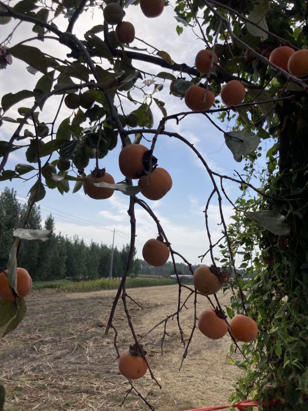 普通裝修5室2廳1衛300m2240萬元