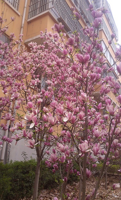 警官培訓學區房多層房產證滿五年